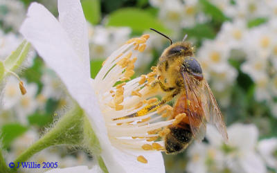 Honey Bee & Mock Orange Blossom