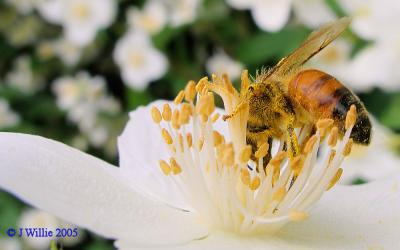 Honey Bee & Mock Orange Blossom