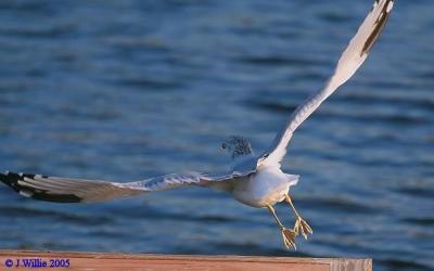 Ring-Billed Gull