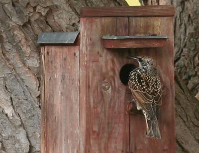 European Starling (Sturnus vulgaris)