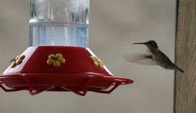 hummingbird__ants_at_feeder