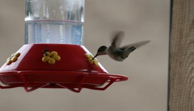 Hummingbird & Ants at Feeder