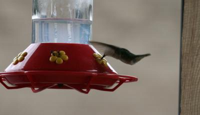 Hummingbird & Ants at Feeder