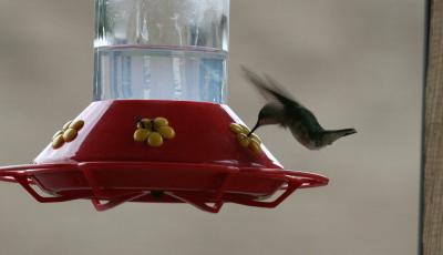 Hummingbird & Ants at Feeder