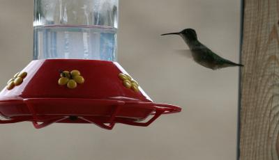 Hummingbird & Ants at Feeder