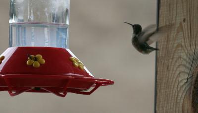 Hummingbird & Ants at Feeder