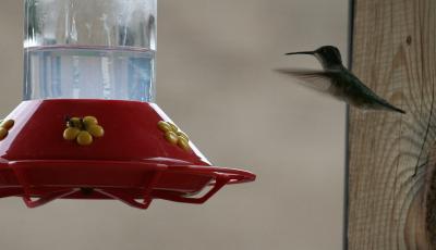 Hummingbird & Ants at Feeder