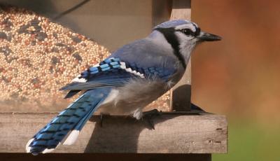 Blue Jay (Cyanocitta cristata)
