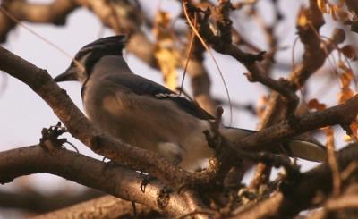Blue Jay (Cyanocitta cristata)