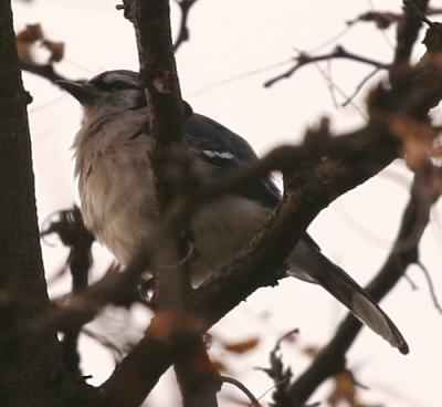 Blue Jay (Cyanocitta cristata)