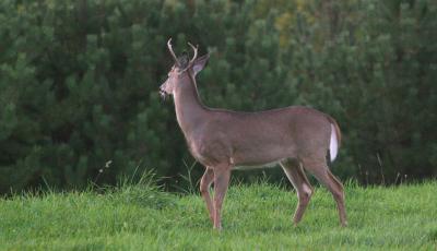 Whitetail Buck