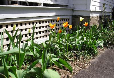 Tulips and Porch
