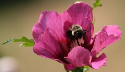 Bee and Rose of Sharon