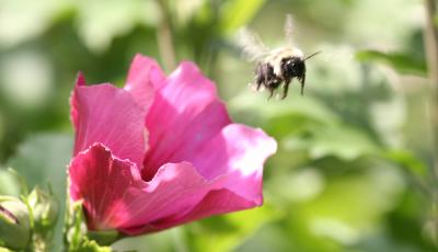 Bee and Rose of Sharon