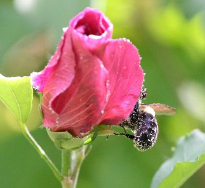 Bee and Rose of Sharon