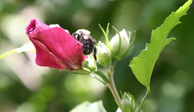 Bee and Rose of Sharon