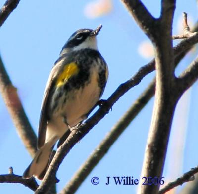 Yellow-rumped warbler-male (Dendroica coronata)