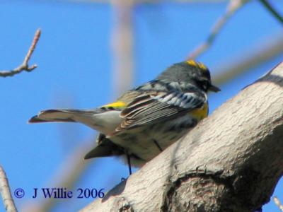 Yellow-rumped warbler-male (Dendroica coronata)