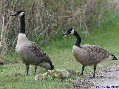 Canada Geese family