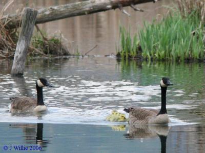 Canada Geese family