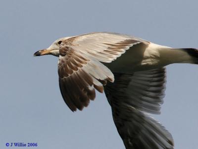 Glaucous Gull