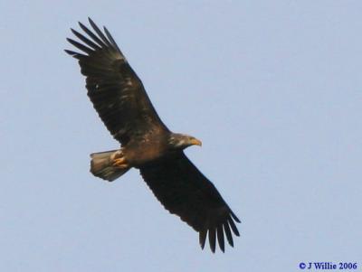 Bald Eagle-molting into adult