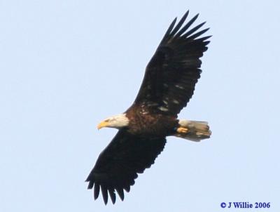 Bald Eagle