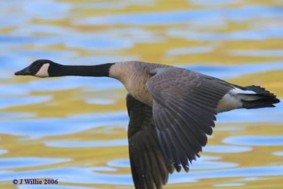 Canada Goose