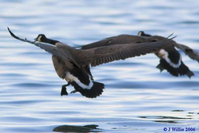 Canada Geese