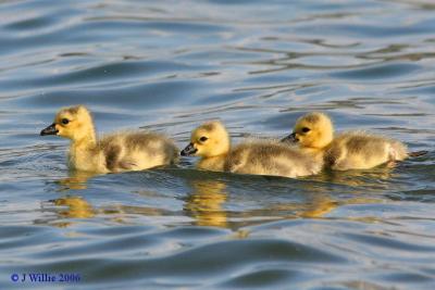 Canada Goslings