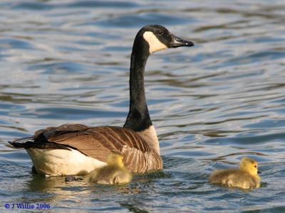 Canada Goose and Goslings