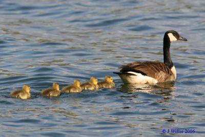 Canada Goose and Goslings