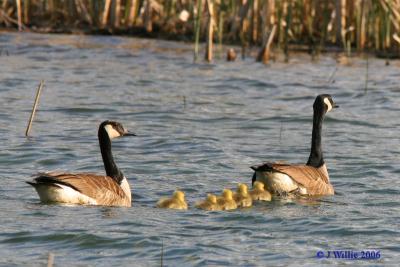 Canada Geese family
