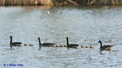 Canada Geese families