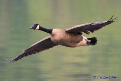 Canada Goose