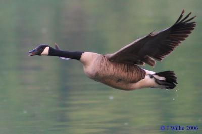 Canada Goose