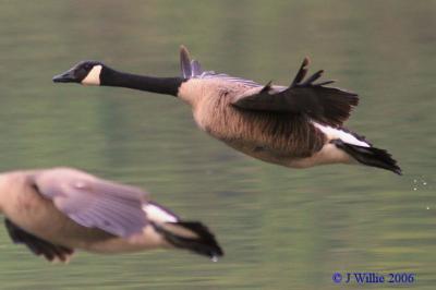 Canada Goose