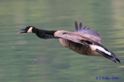 Canada Goose