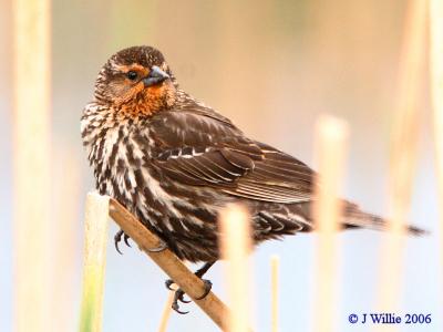 Red Wing Blackbird-female