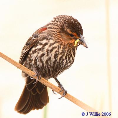 Red Wing Blackbird-female