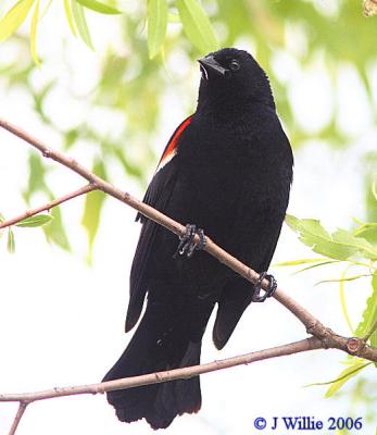 Red Wing Blackbird-male