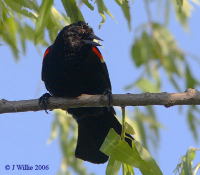 Red Wing Blackbird-male