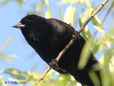 Red Wing Blackbird-male