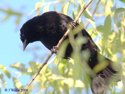 Red Wing Blackbird-male