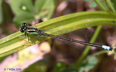 Damselfly