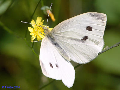 Cabbage White Butterfly-female