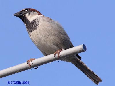 House Sparrow-male