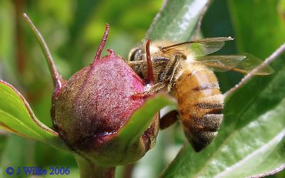 Honey Bee & Peony Bud