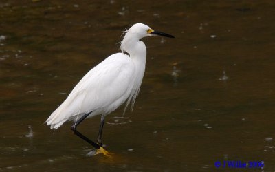 Snowy Egret (Egretta thula)