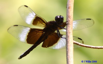 Dragonfly